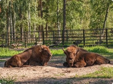 Экопрограмма Опека животных